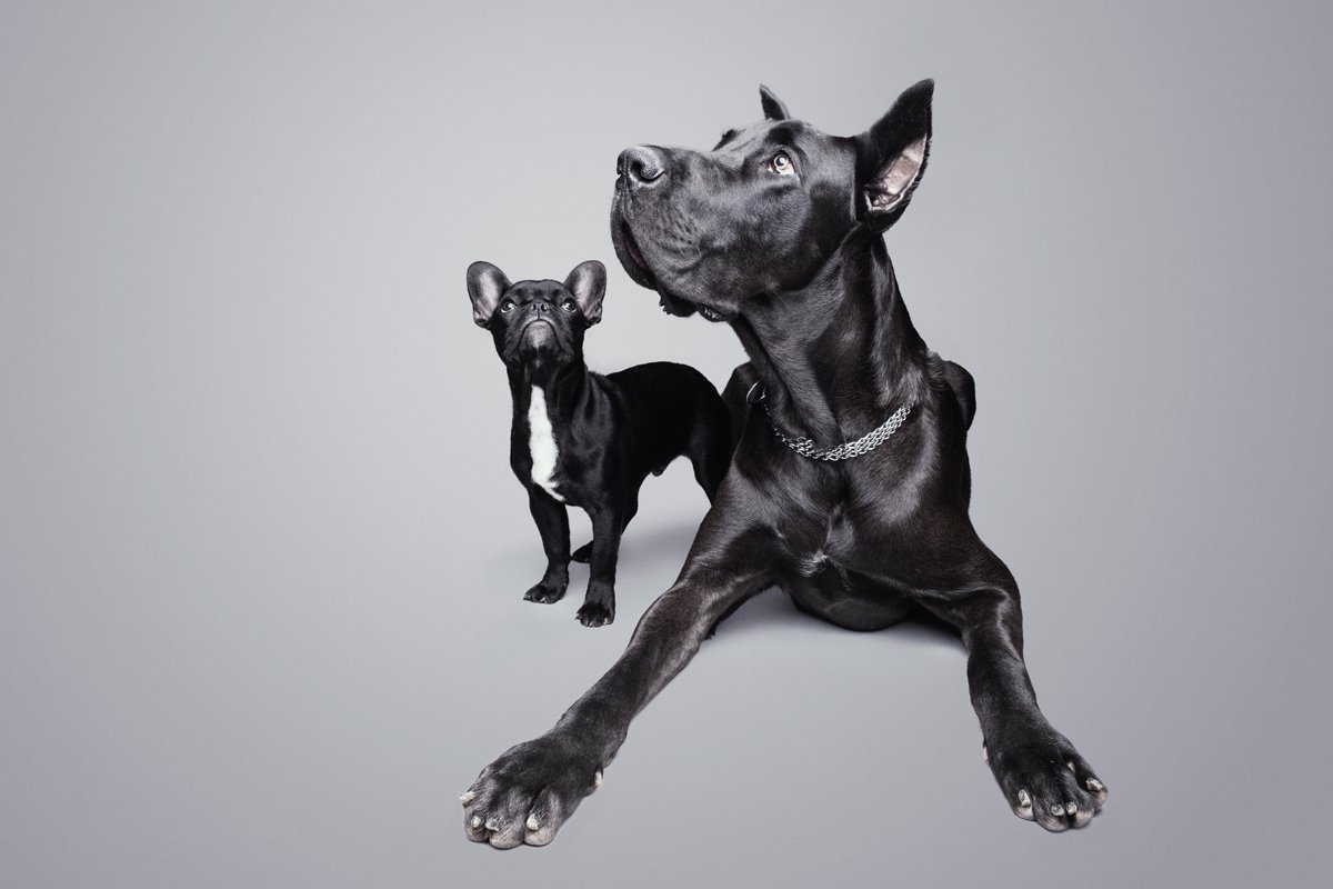 német dog francia bulldog kicsi nagy