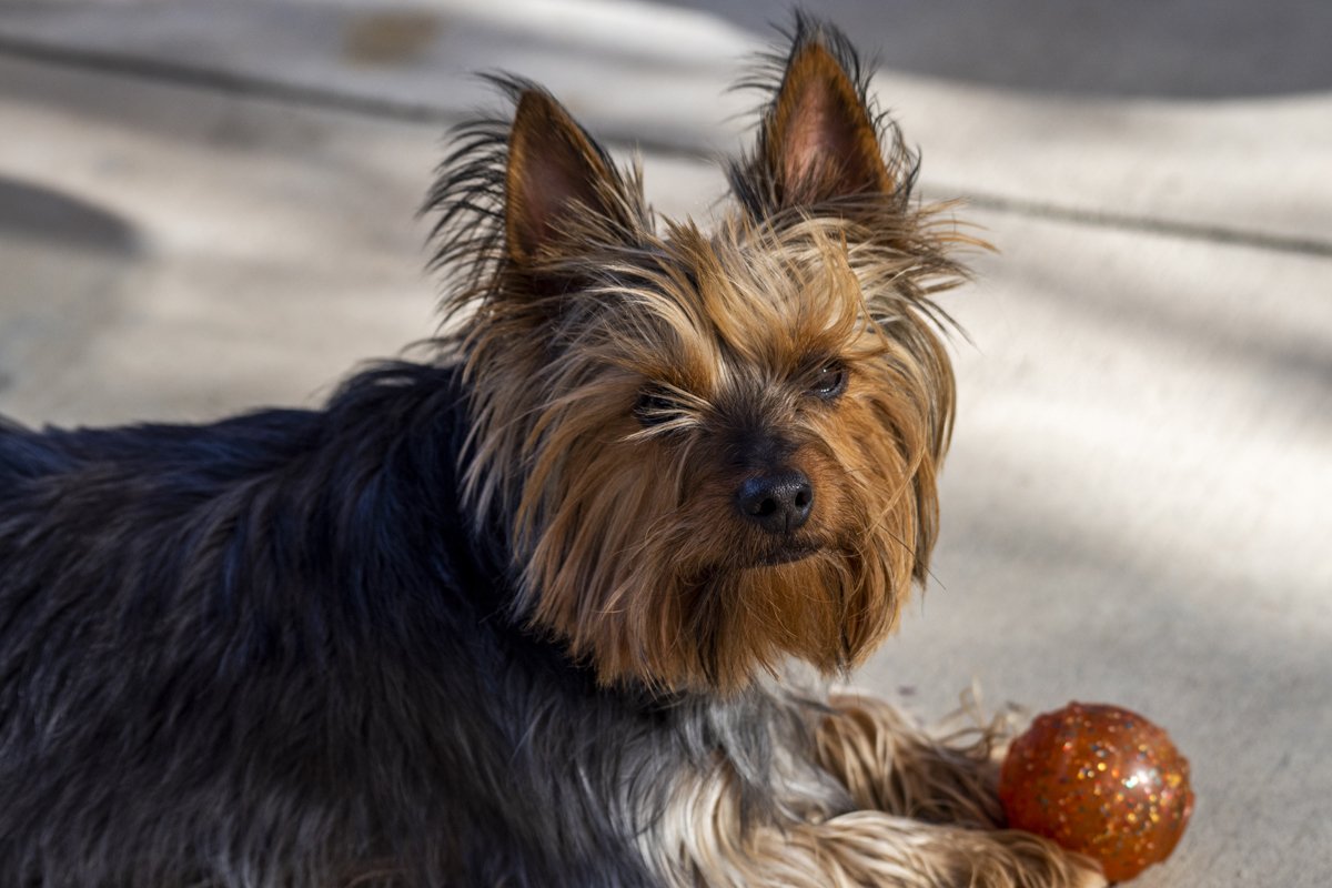 labda játék Ausztrál selyemszőrű silky terrier