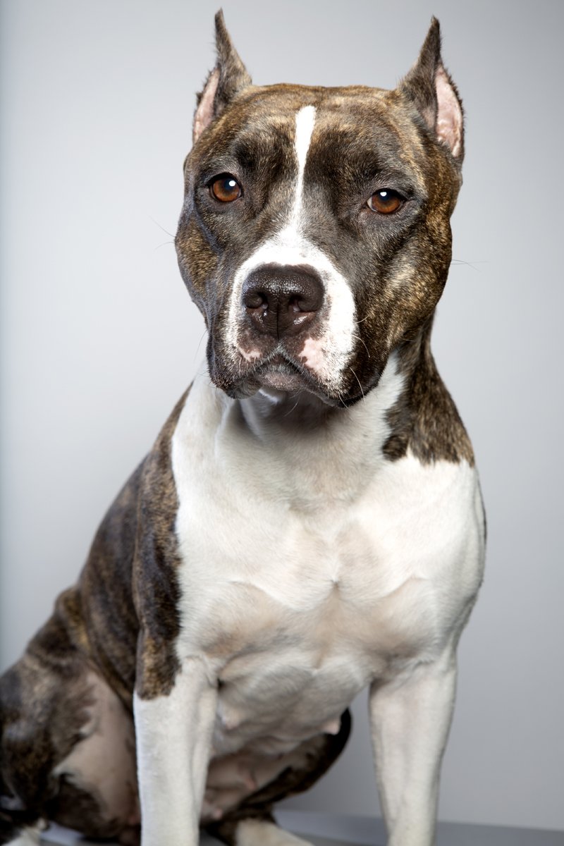 American Staffordshire Terrier