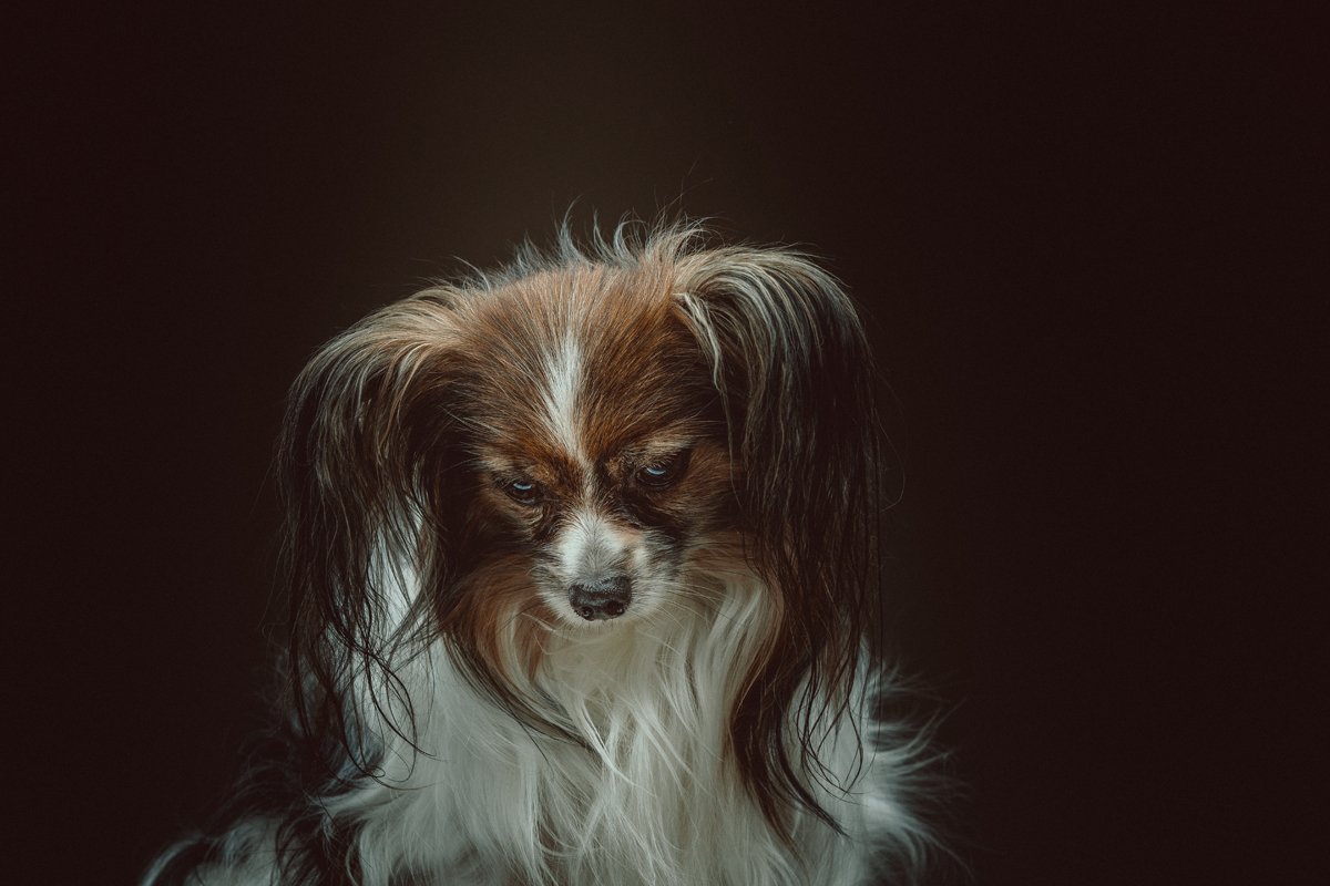 papillon szomorú