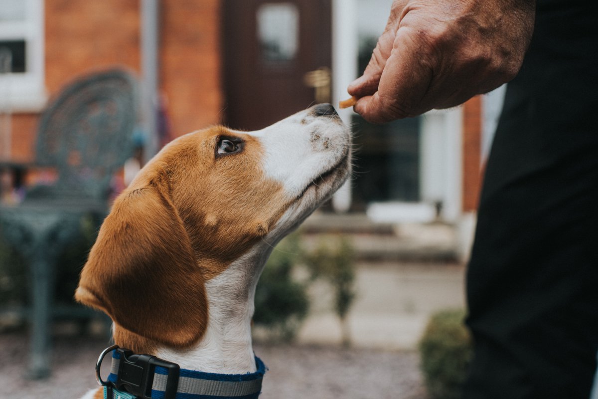 beagle jutalomfalat dicséret