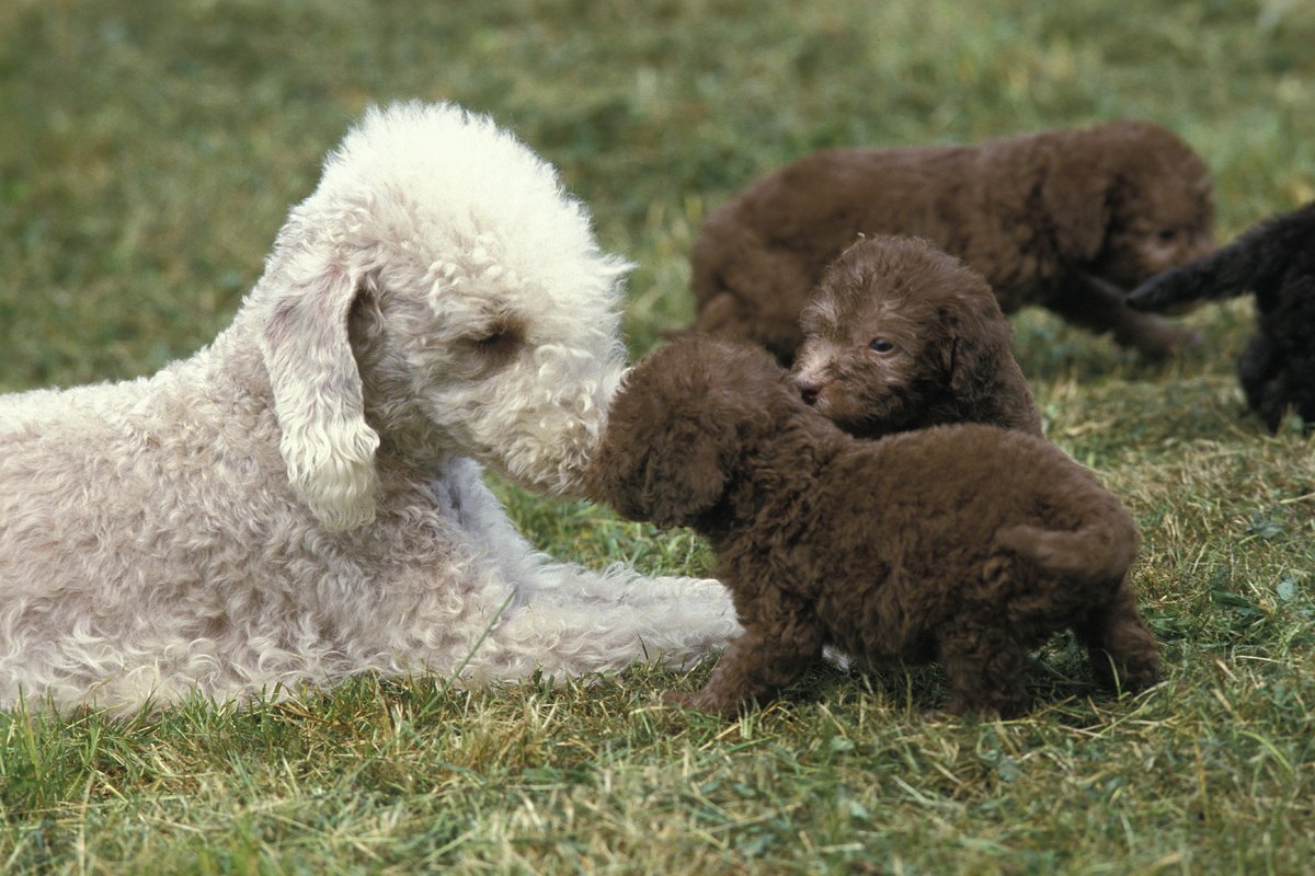 Bedlington Terrier kölyök