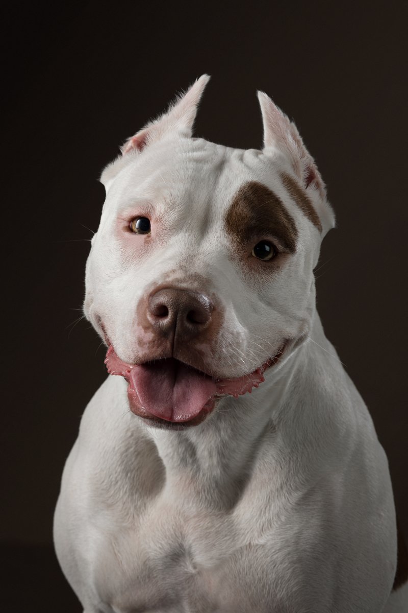 pitbull ül
