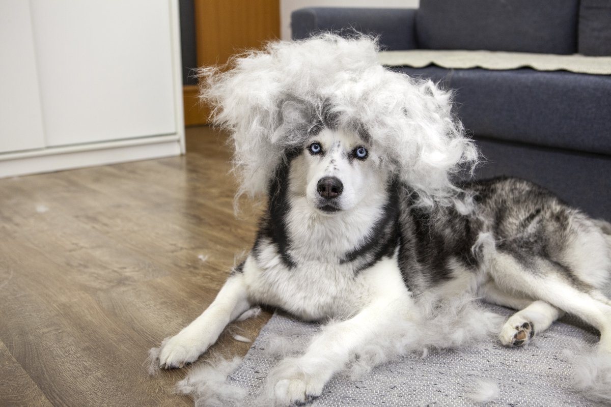husky szőr vedlés fésülés