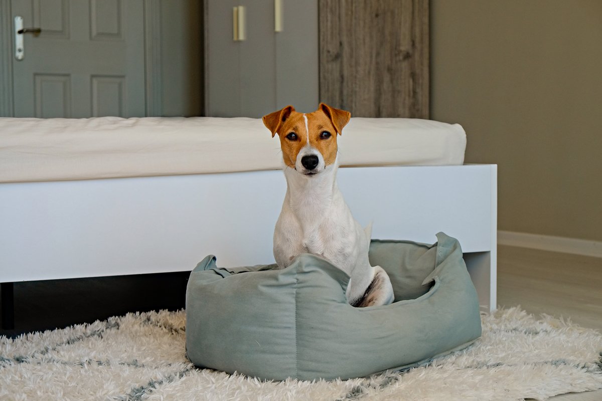 hálószoba ágy fekhely jack russell