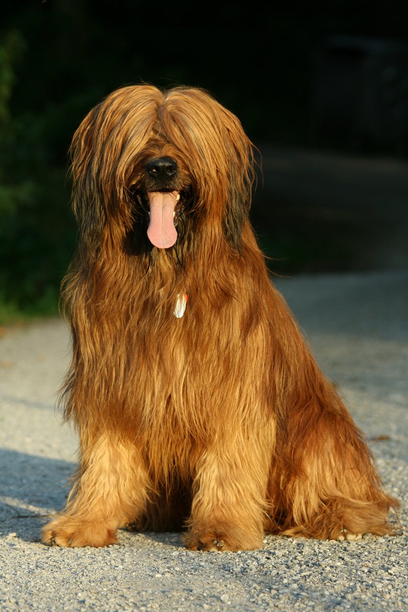 briard brie-i juhászkutya
