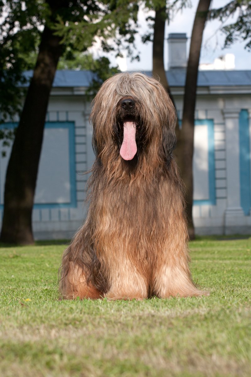 briard brie-i juhászkutya