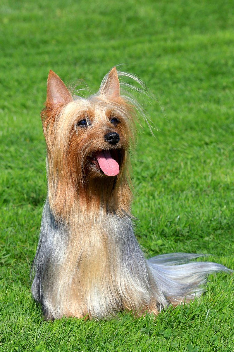 Ausztrál selyemszőrű silky terrier