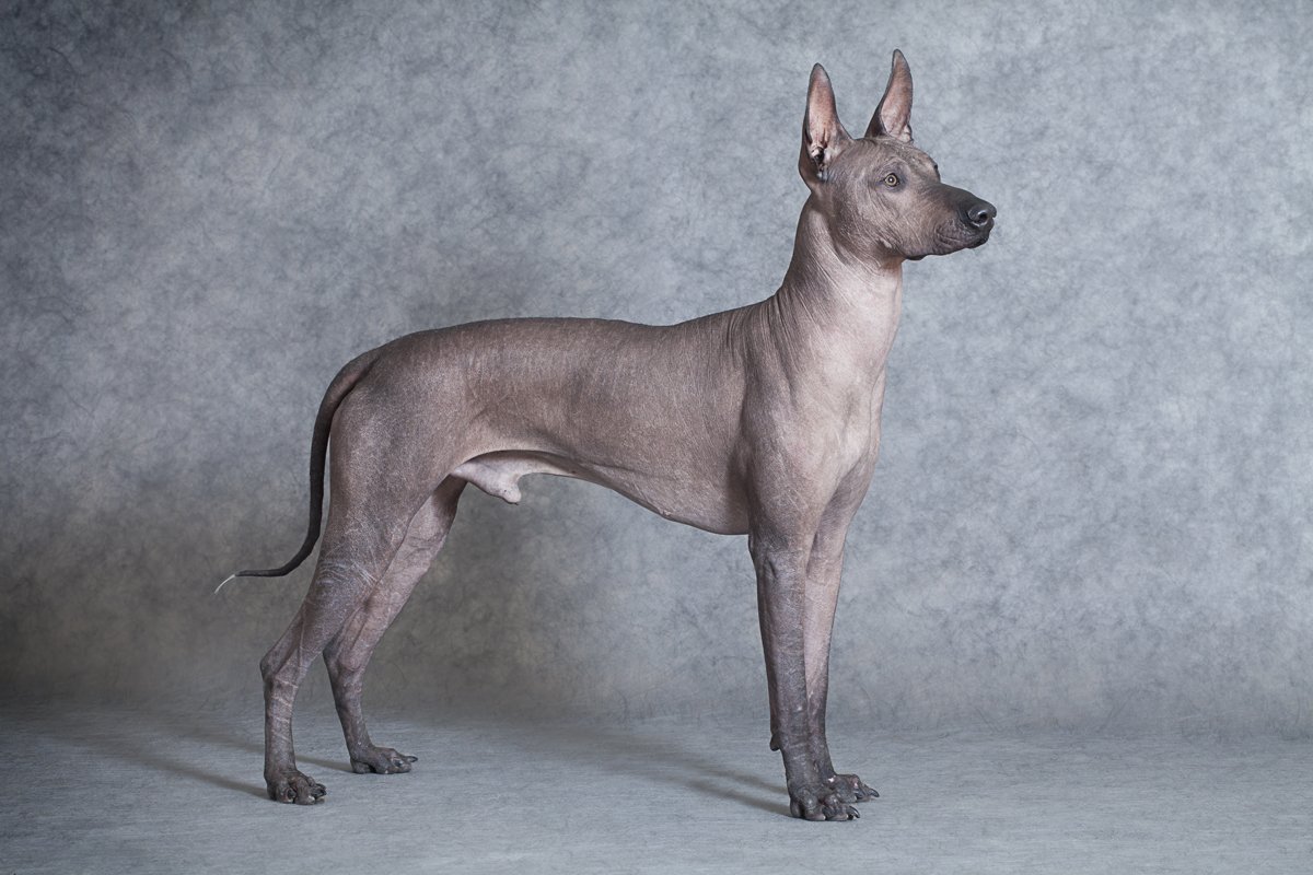 Xoloitzcuintle mexikói meztelen kutya