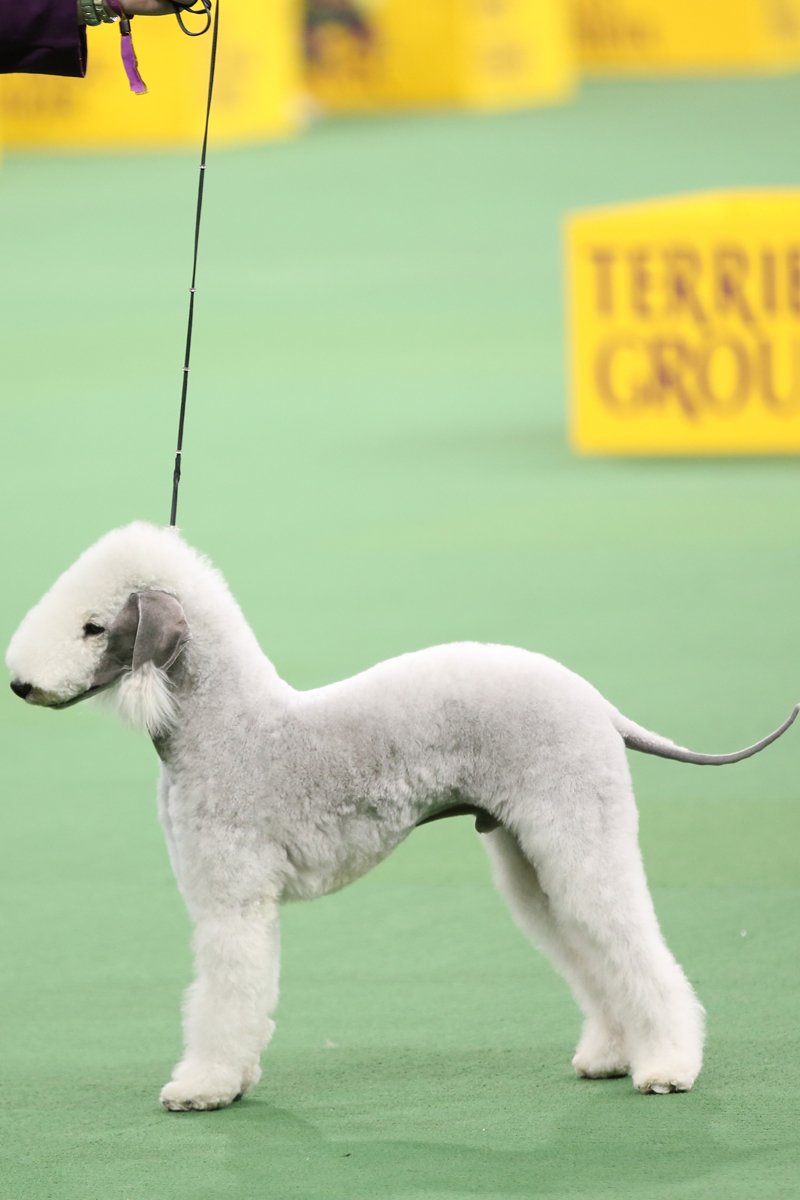 kiállítás bedlington terrier