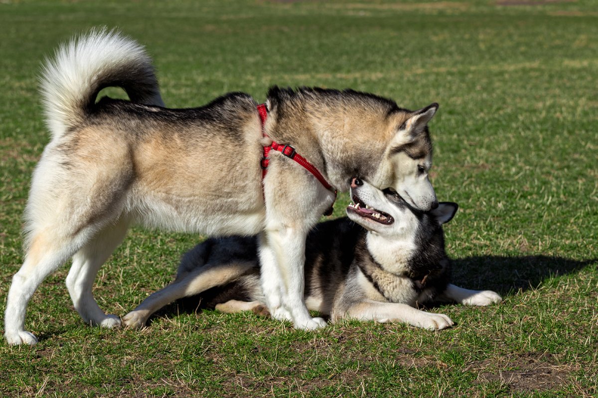 szibériai husky két kutyák játék