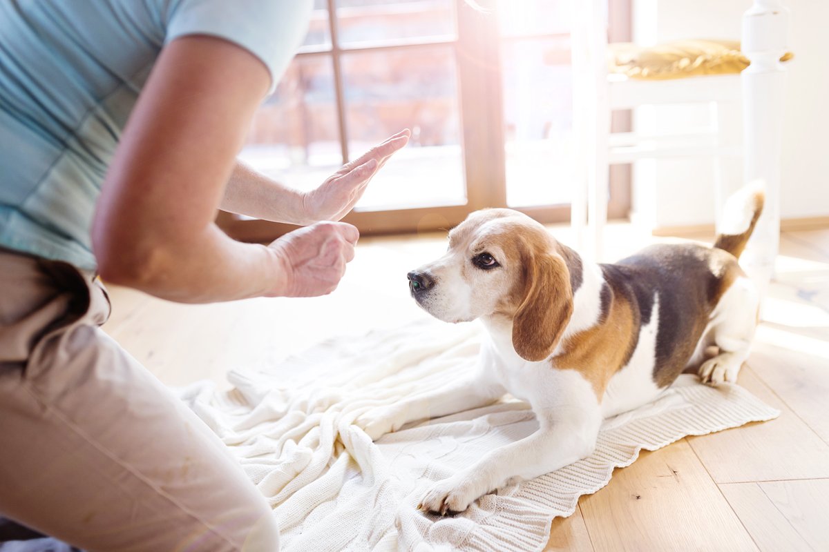 beagle nevelés képzés marad fekszik