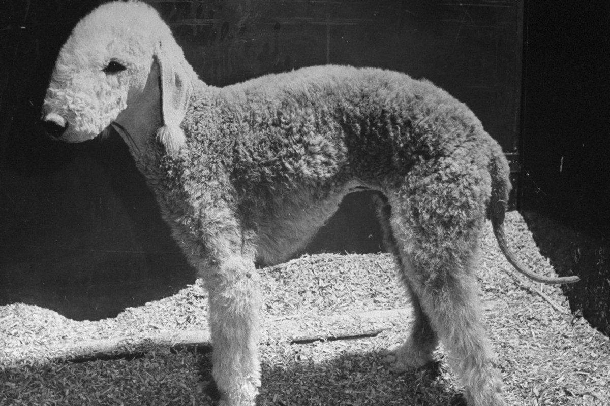 Bedlington terrier