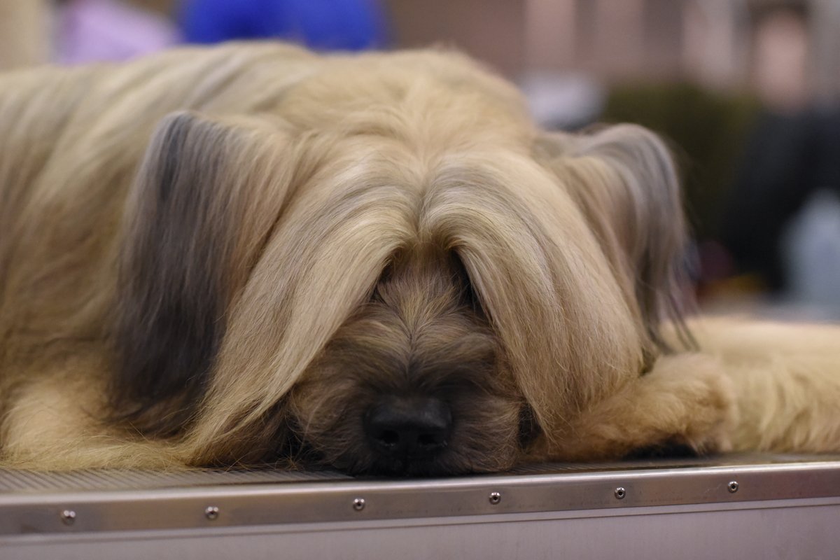 briard brie-i juhászkutya