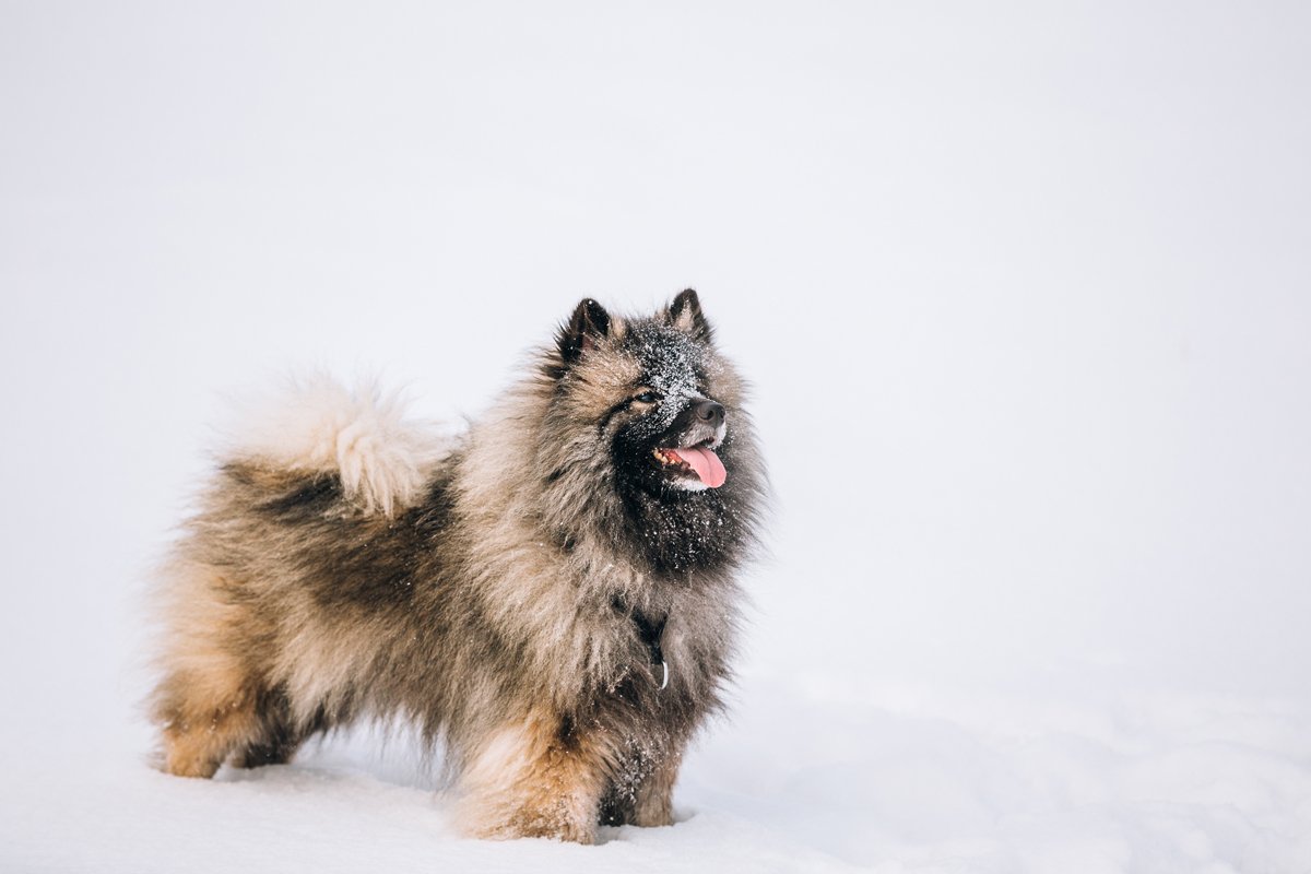 Keeshond tél hó farkasspicc