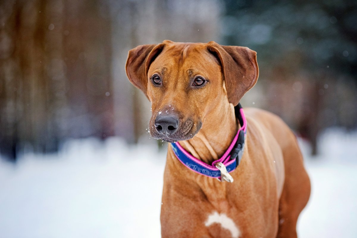 afrikai oroszlánkutya rodéziai ridgeback tél hó