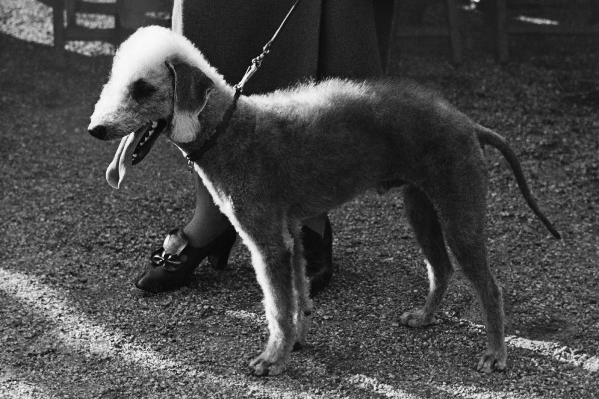 Bedlington Terrier