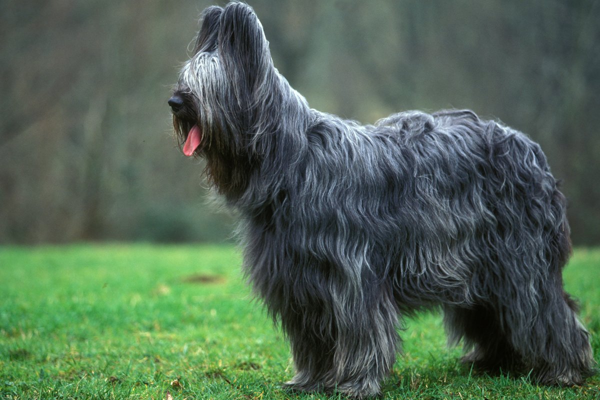 briard brie-i juhászkutya