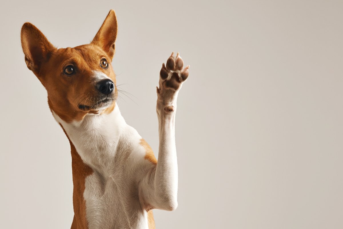 basenji pacsi felemeli