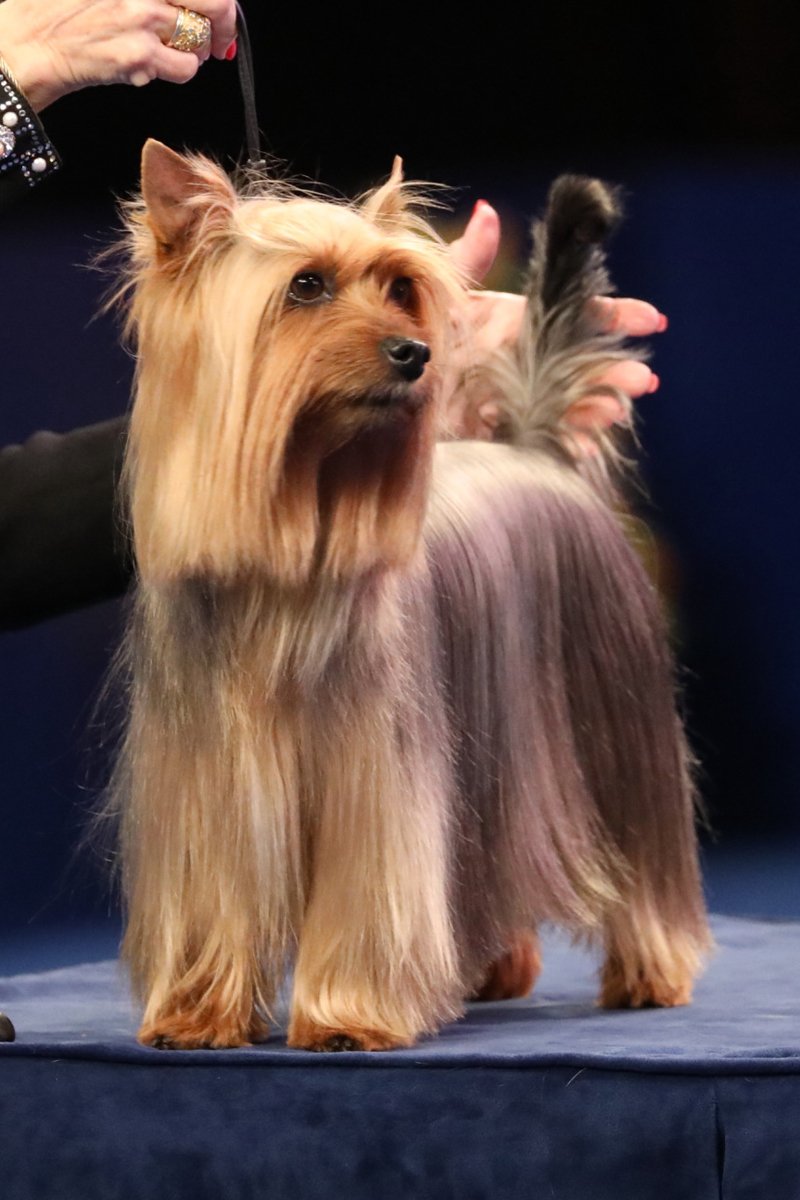 kiállítás Ausztrál selyemszőrű silky terrier