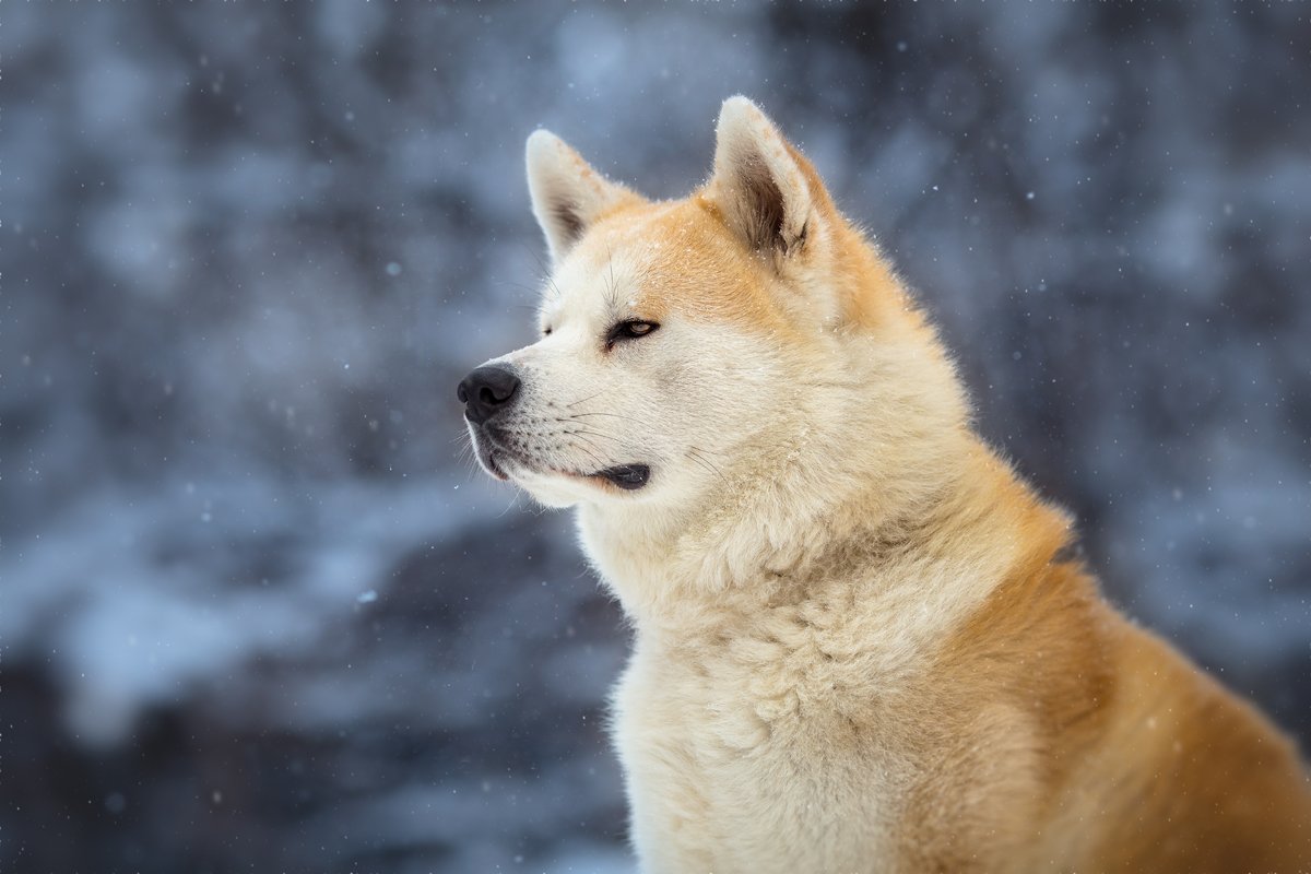 Akita Inu tél hó