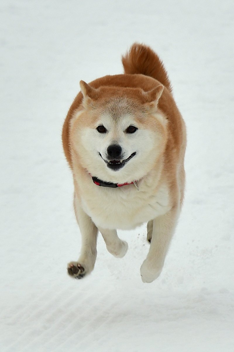 Shiba Inu tél hó