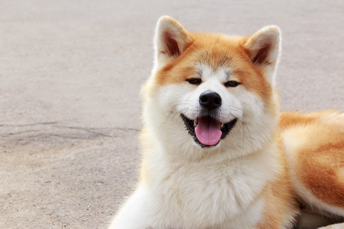 Akita Inu