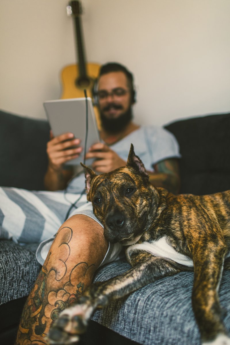amstaff pitbull kanapé fekszik