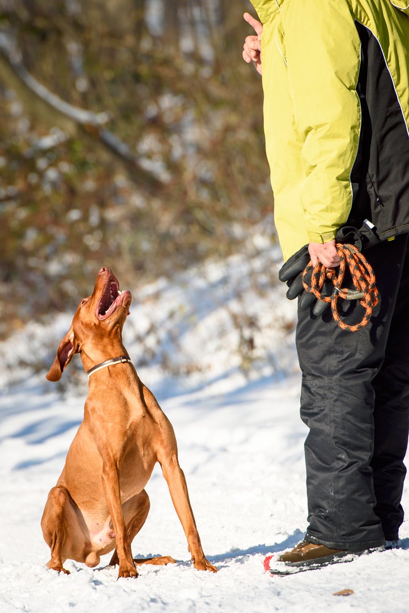 vizsla ül hó tél képzés marad tanulás nevelés