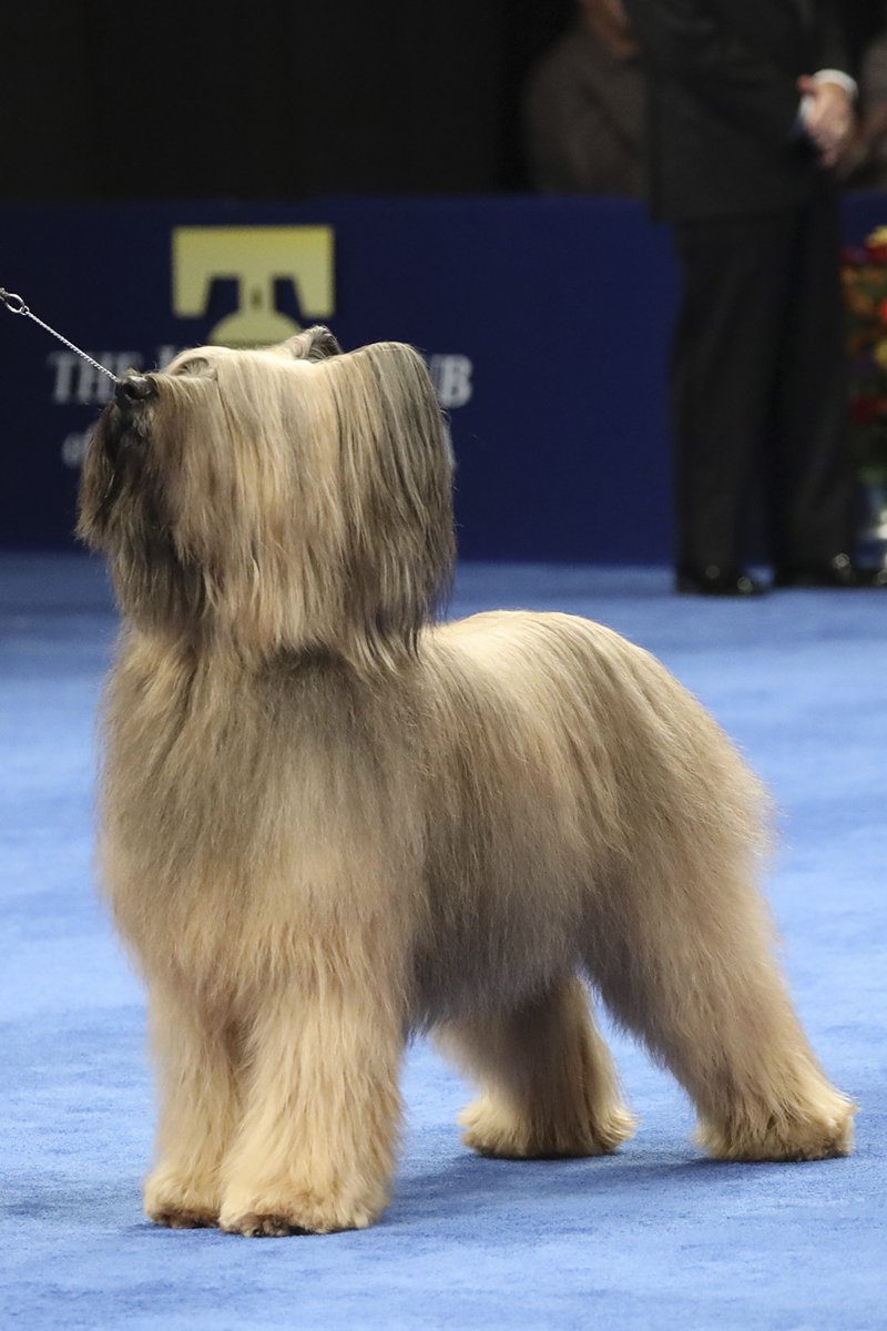briard brie-i juhászkutya kiállítás