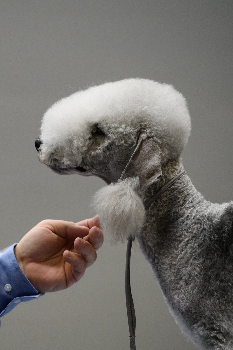 bedlington Terrier kozmetika