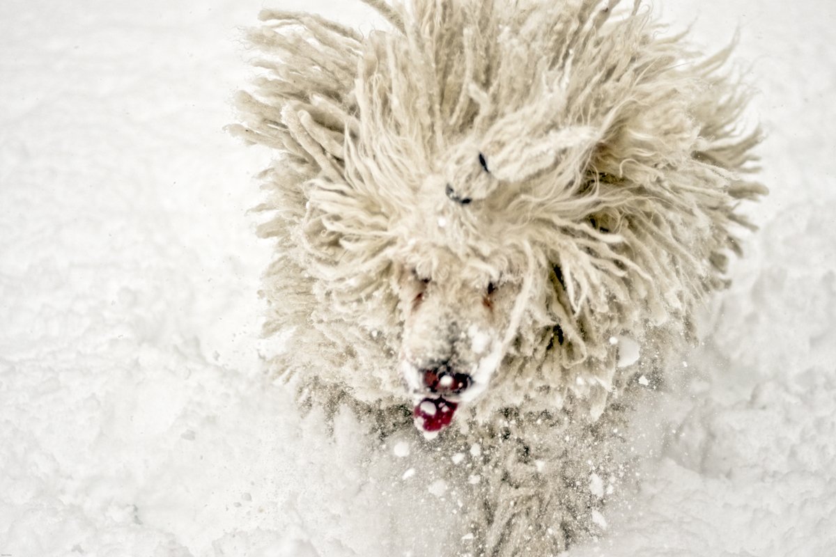 tél hó komondor