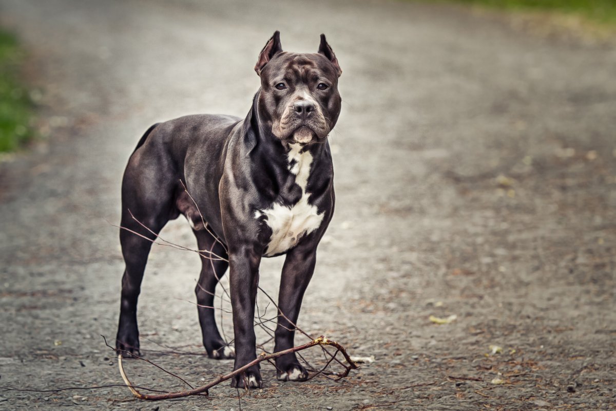 pitbull egyedül áll út