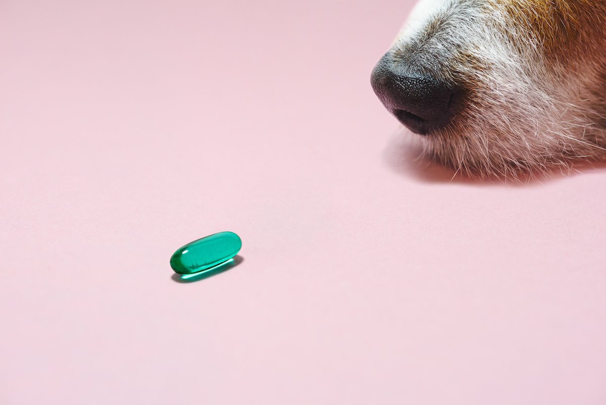 Senior dog looking at pill as healthcare and wellness of domestic animals concept