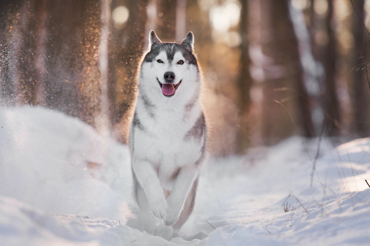 Husky