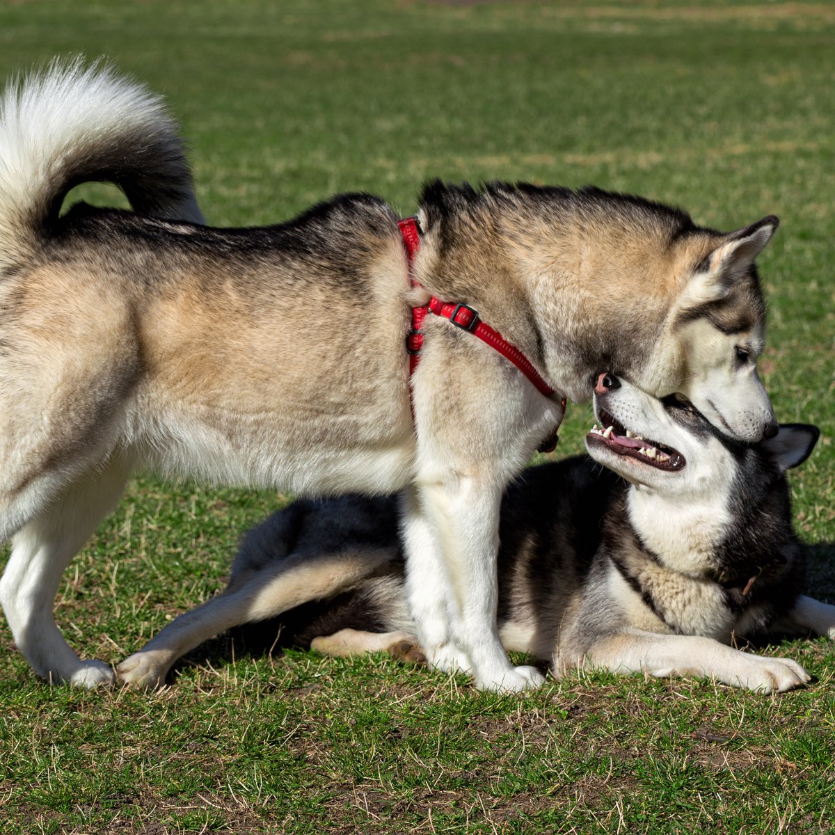 szibériai husky két kutyák játék kocka