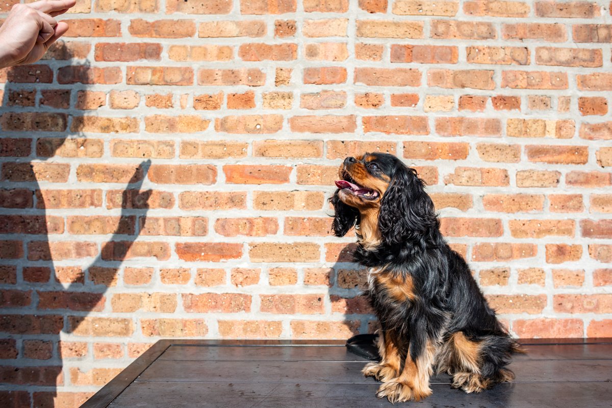Cavalier King Charles Spániel marad tanul ül nevel képzés