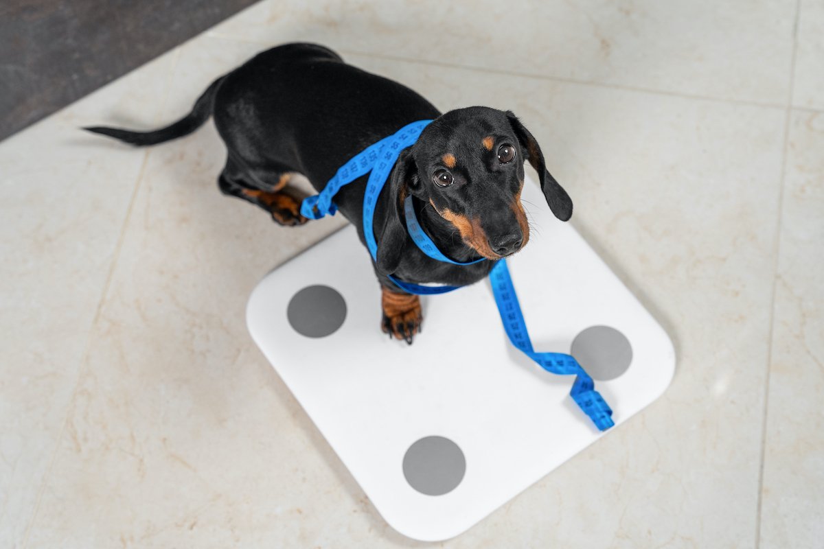 Cute dachshund puppy dog stands on scale to find out its weight and wrapped flexible centimeter ruler to make measurements before starting training and diet, top view. healthy lifestyle