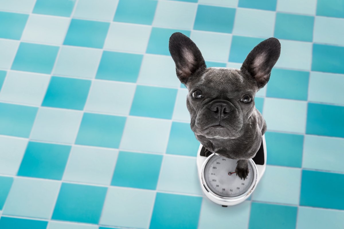dog on scale , with overweight