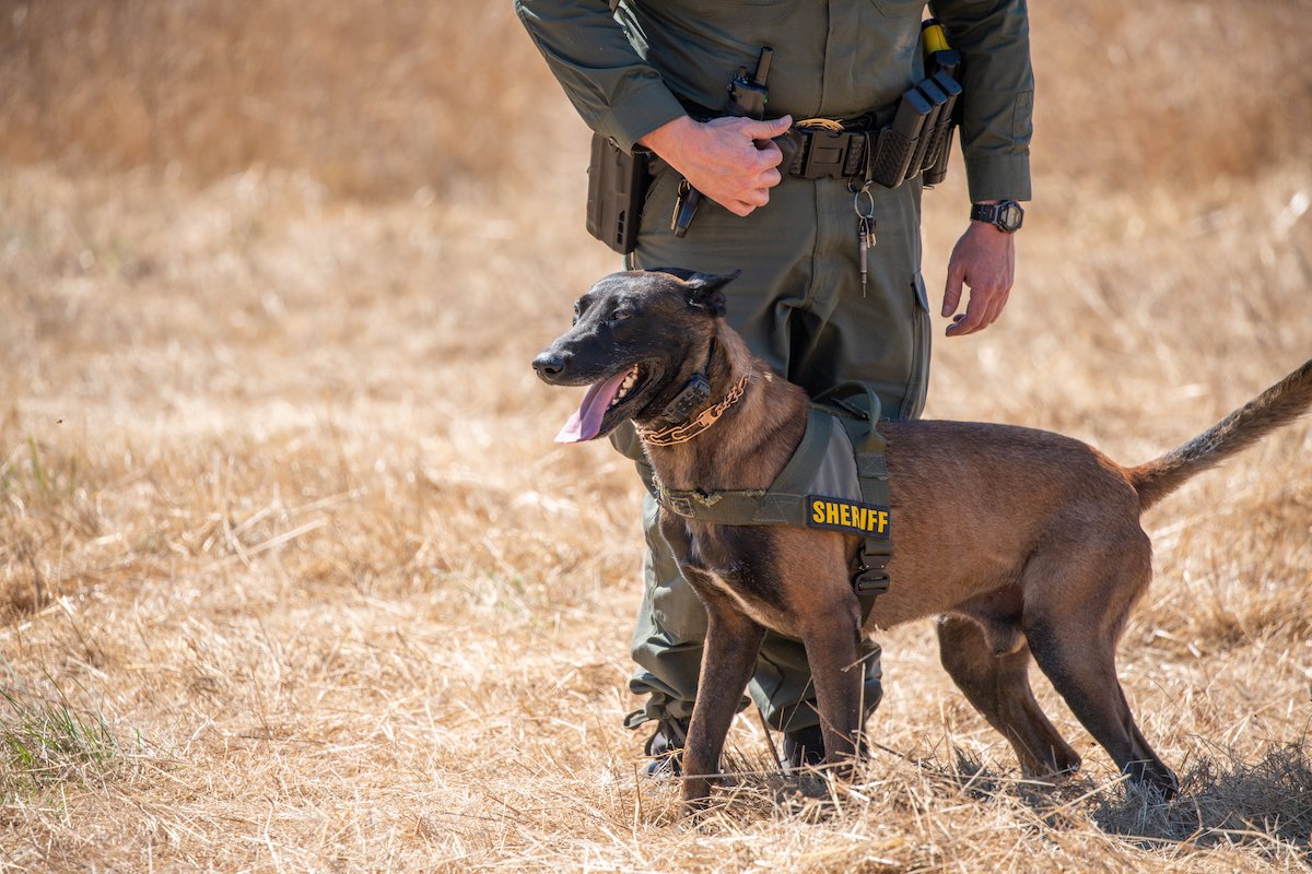 Belgian Malinois training in field with k9 unit of police force