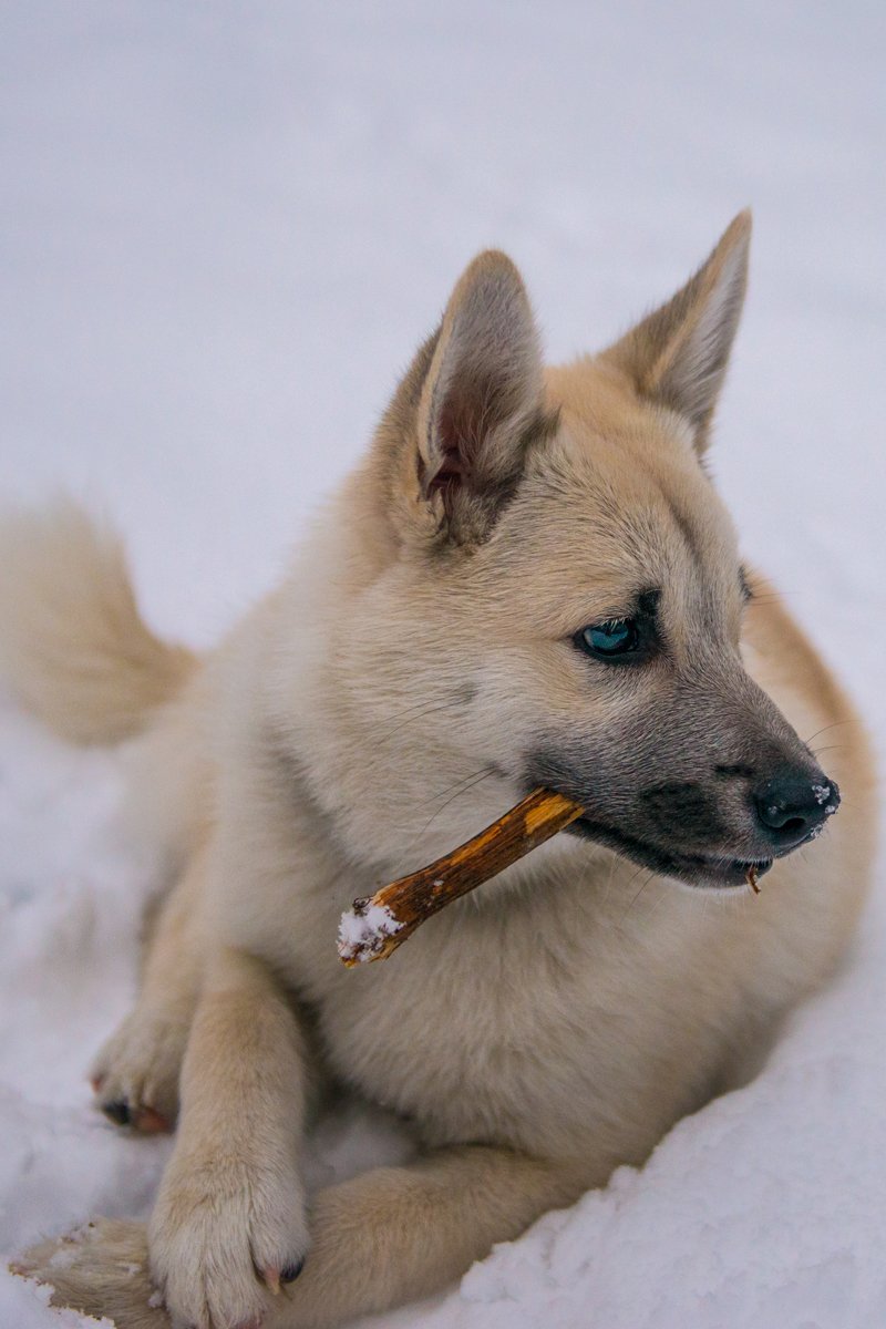 norvég buhund rág hó tél bot