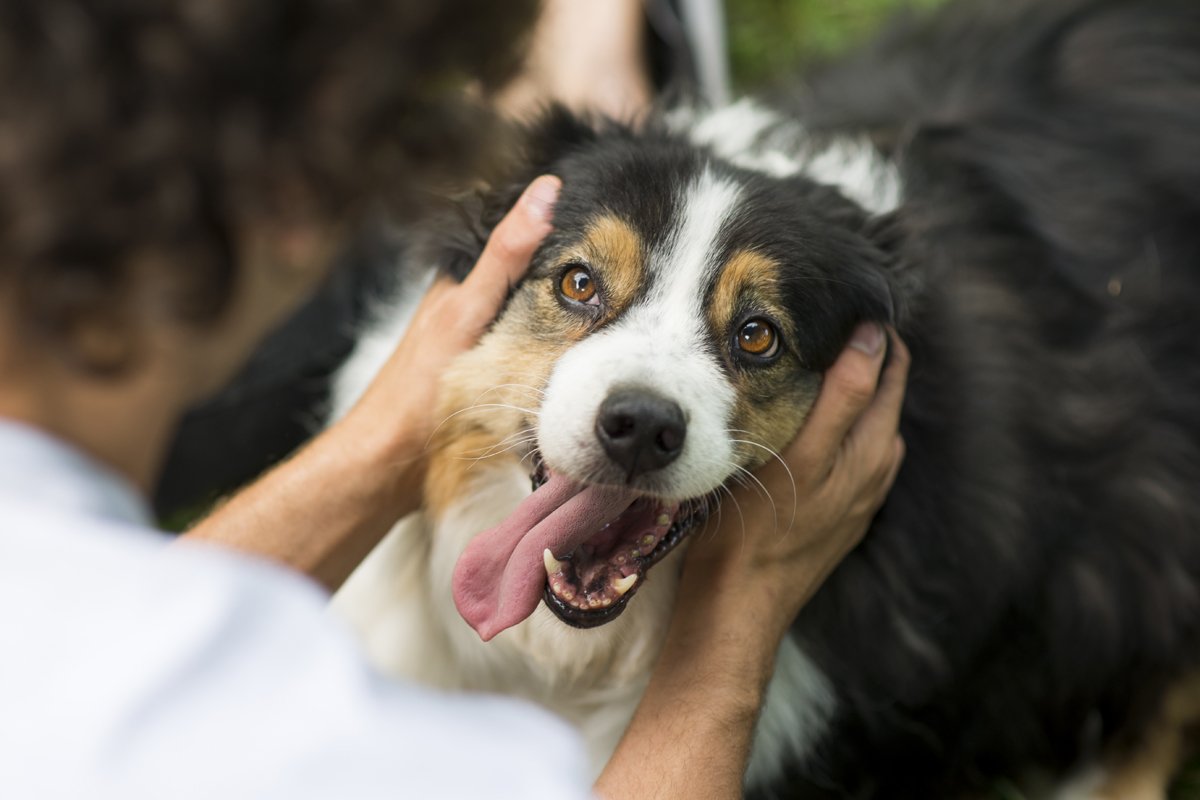 ausztrál pásztorkutya boldog mosolyog szeret
