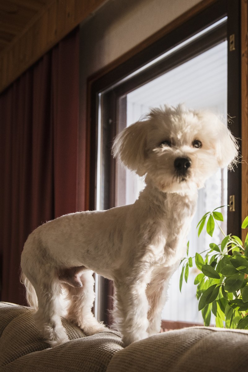 Coton de tulear kanapé