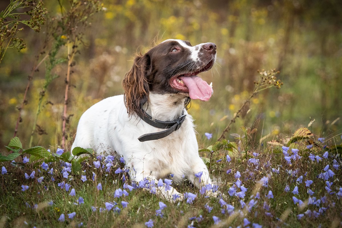 angol Springer Spaniel
