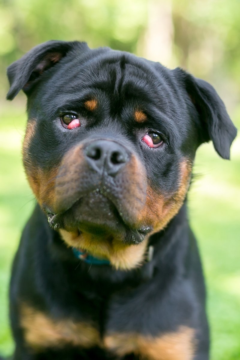 Rottweiler cseresznyeszem