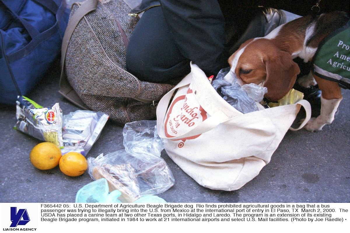 U.S. DEPARTMENT OF AGRICULTURE CREATES BORDER BEAGLE BRIGADE PROGRAM