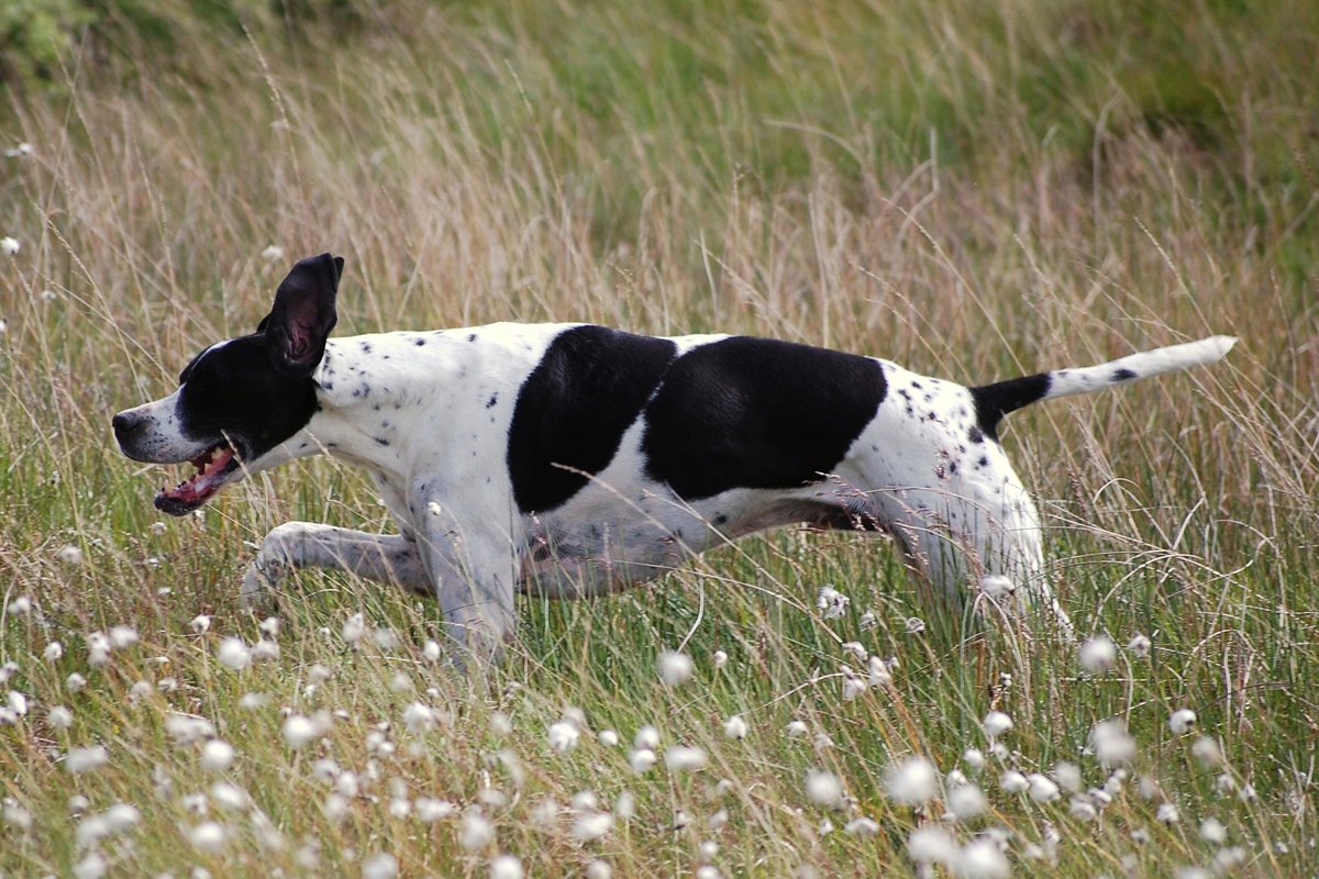 angol pointer