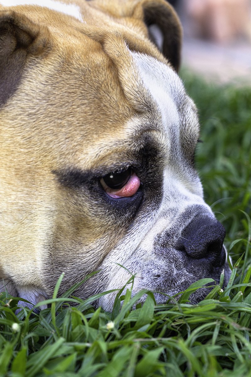 cseresznyeszem angol bulldog