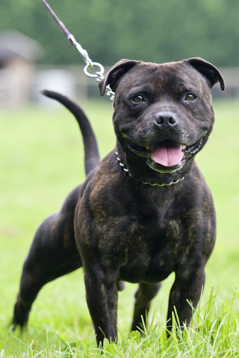 Staffordshire Bull Terrier