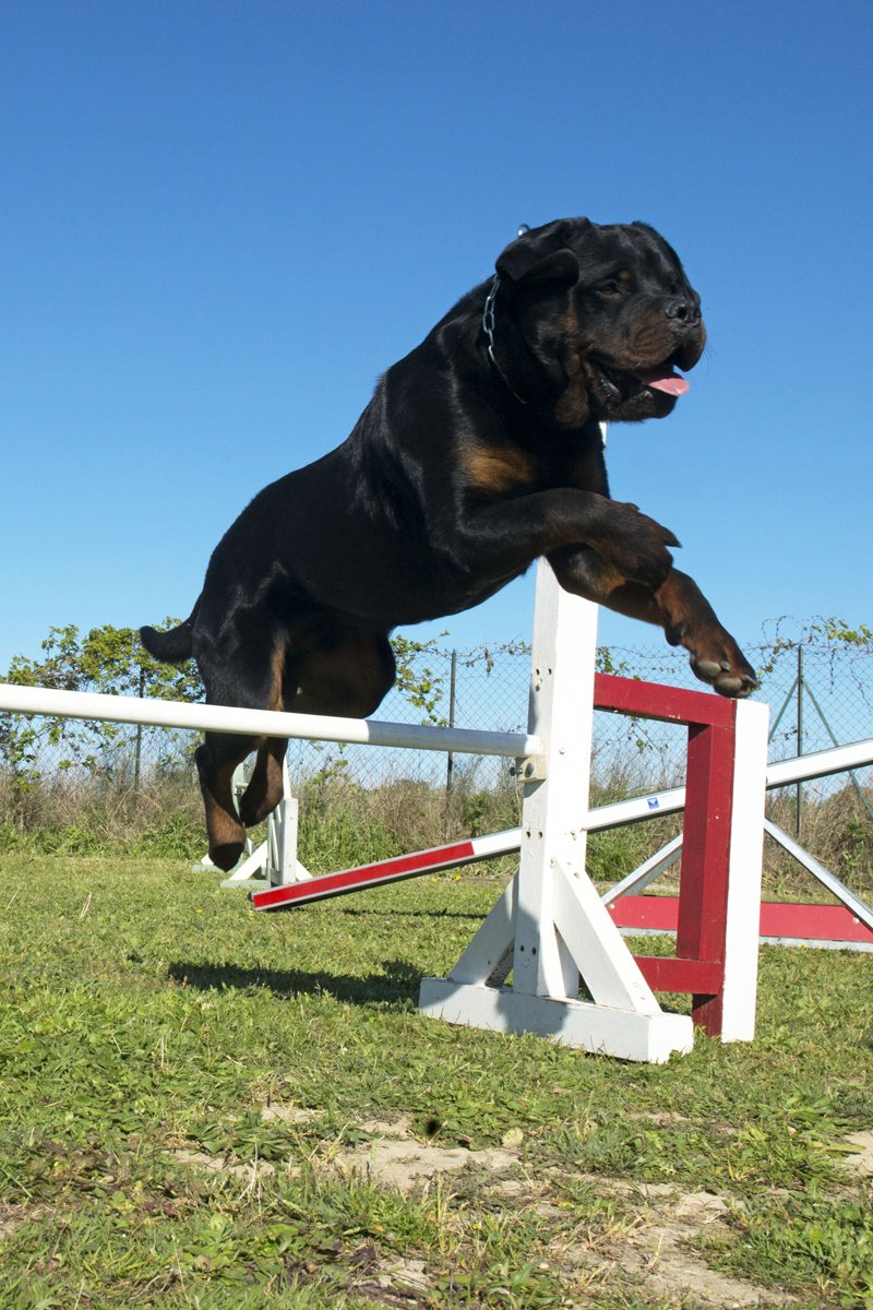 rottweiler agility